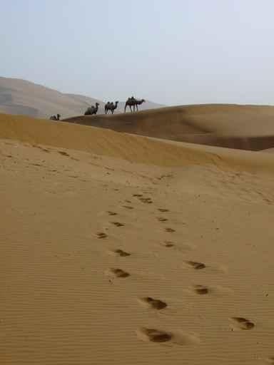 Dune4 Wall Decal