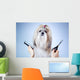 Shih tzu dog grooming 