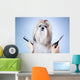 Shih tzu dog grooming 
