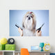 Shih tzu dog grooming 