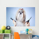 Shih tzu dog grooming 