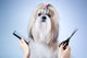 Shih tzu dog grooming 