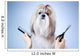 Shih tzu dog grooming 