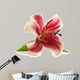 Pink lily isolated on white background.  Wall Decal