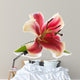 Pink lily isolated on white background.  Wall Decal