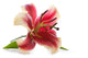 Pink lily isolated on white background.  Wall Decal