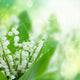 Lilly of the Valley Flowers Close up 