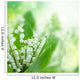 Lilly of the Valley Flowers Close up 