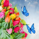 Pack of Spring Tulips With Butterflies 