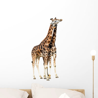 Loving Giraffes White shown on a wall