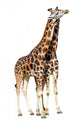 Loving Giraffes Isolated on White Background 
