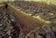 Bog Operation Connemara Wall Decal Design 1