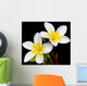 Glorious frangipani or plumeria flowers, with black background. Wall Mural