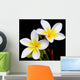 Glorious frangipani or plumeria flowers, with black background. Wall Mural