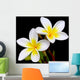 Glorious frangipani or plumeria flowers, with black background. Wall Mural