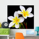 Glorious frangipani or plumeria flowers, with black background. Wall Mural