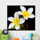 Glorious frangipani or plumeria flowers, with black background. Wall Mural