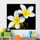 Glorious frangipani or plumeria flowers, with black background. Wall Mural