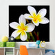 Glorious frangipani or plumeria flowers, with black background. Wall Mural