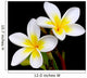 Glorious frangipani or plumeria flowers, with black background. Wall Mural