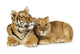 Lion Cub Wall Decal