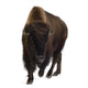 Bison Wall Decal