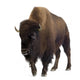 Bison Wall Decal