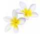 Glorious frangipani plumeria Wall Decal