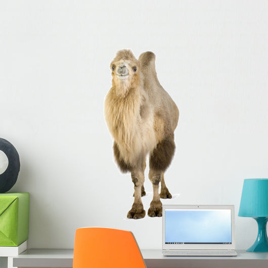 Dromedary Wall Decal