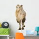 Dromedary Wall Decal
