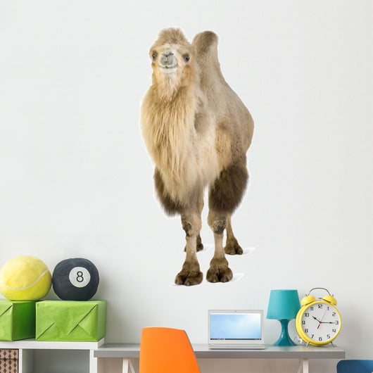 Dromedary Wall Decal