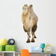 Dromedary Wall Decal