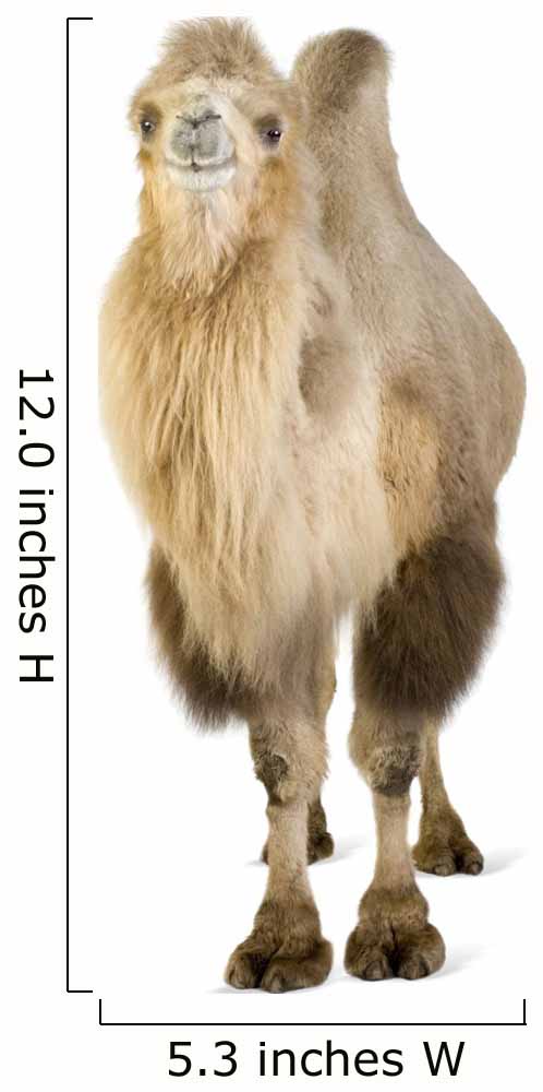 Dromedary Wall Decal