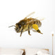 Bee on White Wall Decal