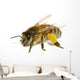 Bee on White Wall Decal