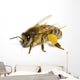 Bee on White Wall Decal