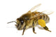 Bee on White Wall Decal
