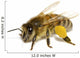 Bee on White Wall Decal