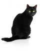 Black Cat Wall Decal