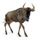 Blue Wildebeest - Connochaetes Taurinus Wall Decal