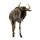 Blue Wildebeest Connochaetes Taurinus Wall Decal