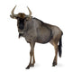Blue Wildebeest Connochaetes Taurinus Wall Decal