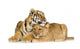 Lion Cub and Tiger Cub Wall Decal