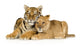 Lion Cub Wall Decal