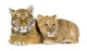 Lion Cub and Tiger Cub Wall Decal