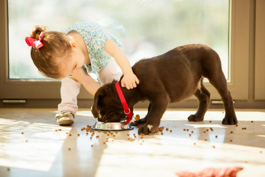 Cute little girl feeding her puppy 
