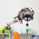 Beautiful cute husky puppy, isolated on white 