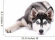 Beautiful cute husky puppy, isolated on white 