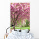 Pink Flowering Cherry Trees Wall Mural