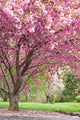 Pink Flowering Cherry Trees Wall Mural